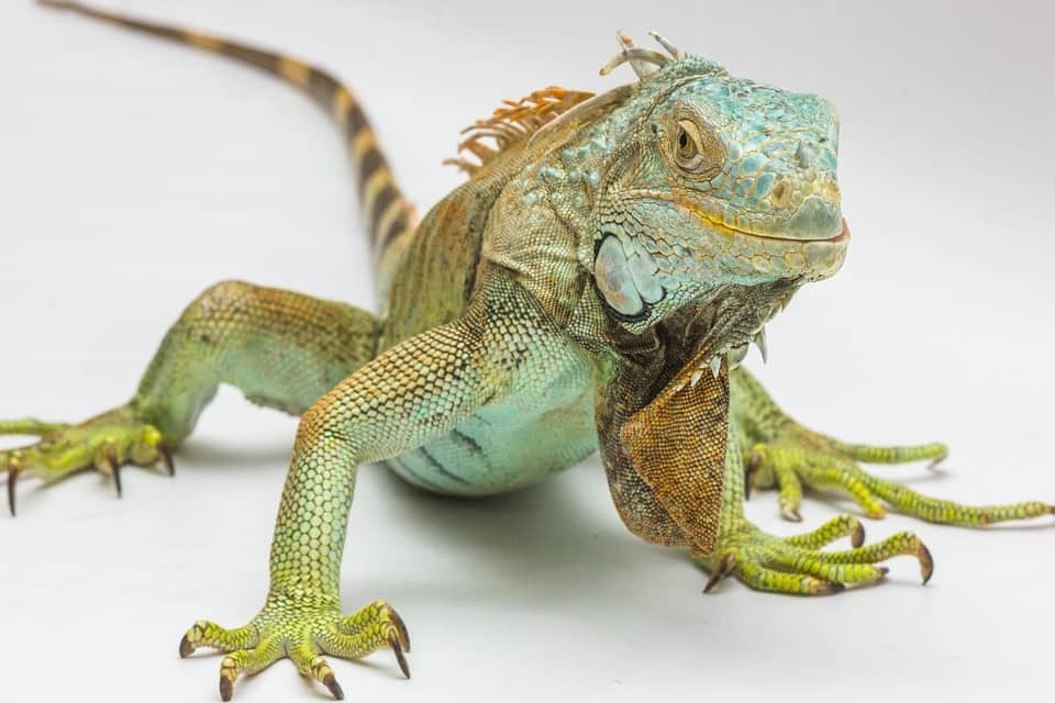 Green Iguana Lizard Reptile Scales