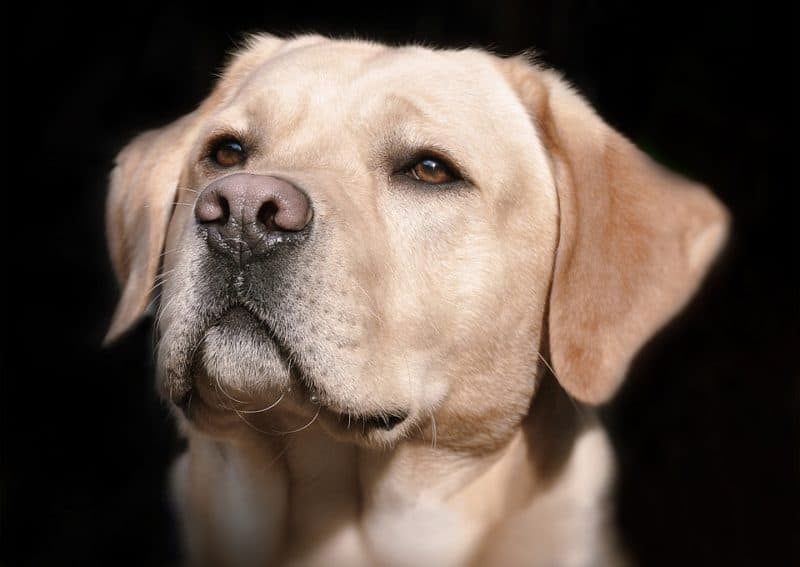 Blonde dog names discount