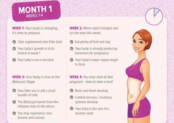 Pregnancy Information Guide