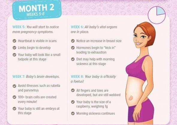 Pregnancy Information Guide