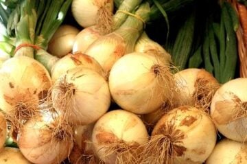 Fresh picket onions