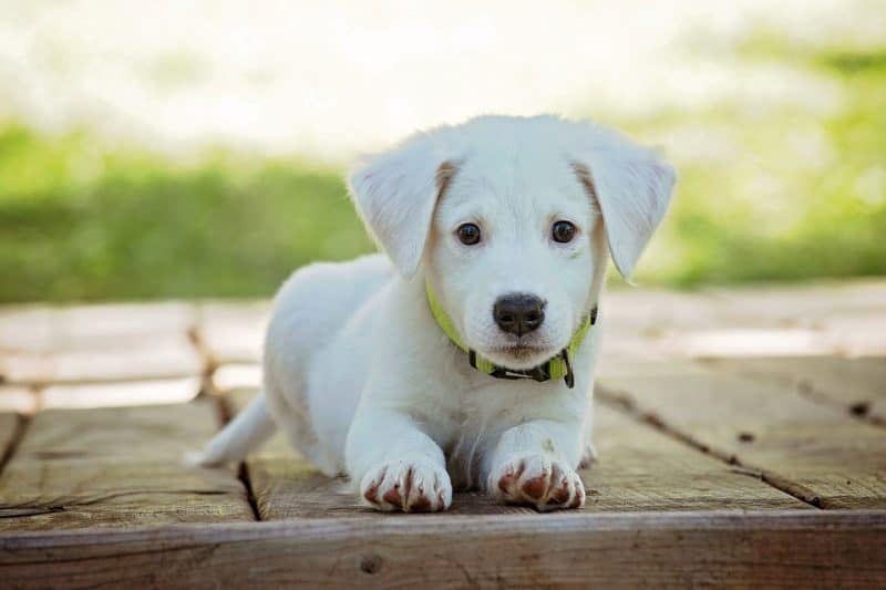 Great dog names by color: white/blonde puppy