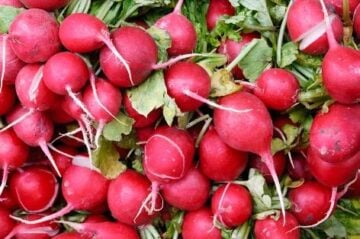 Organic Radish