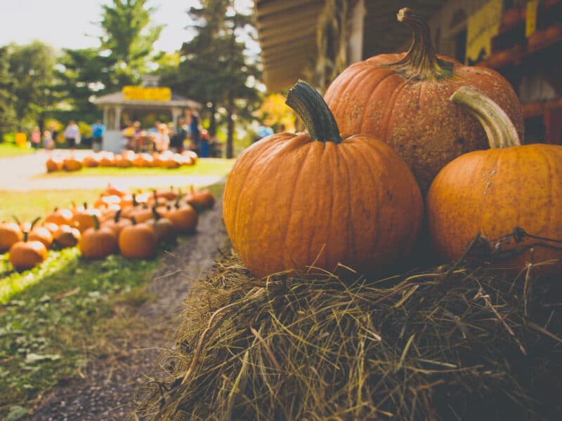 Thanksgiving pumpkin bread - Pumpkins at a pumpkin patch on a fall day.