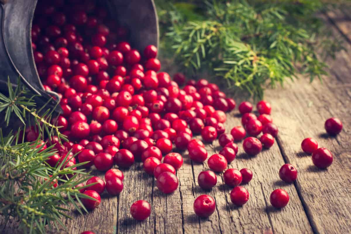 Thanksgiving Cranberry Relish is made with fresh cranberries